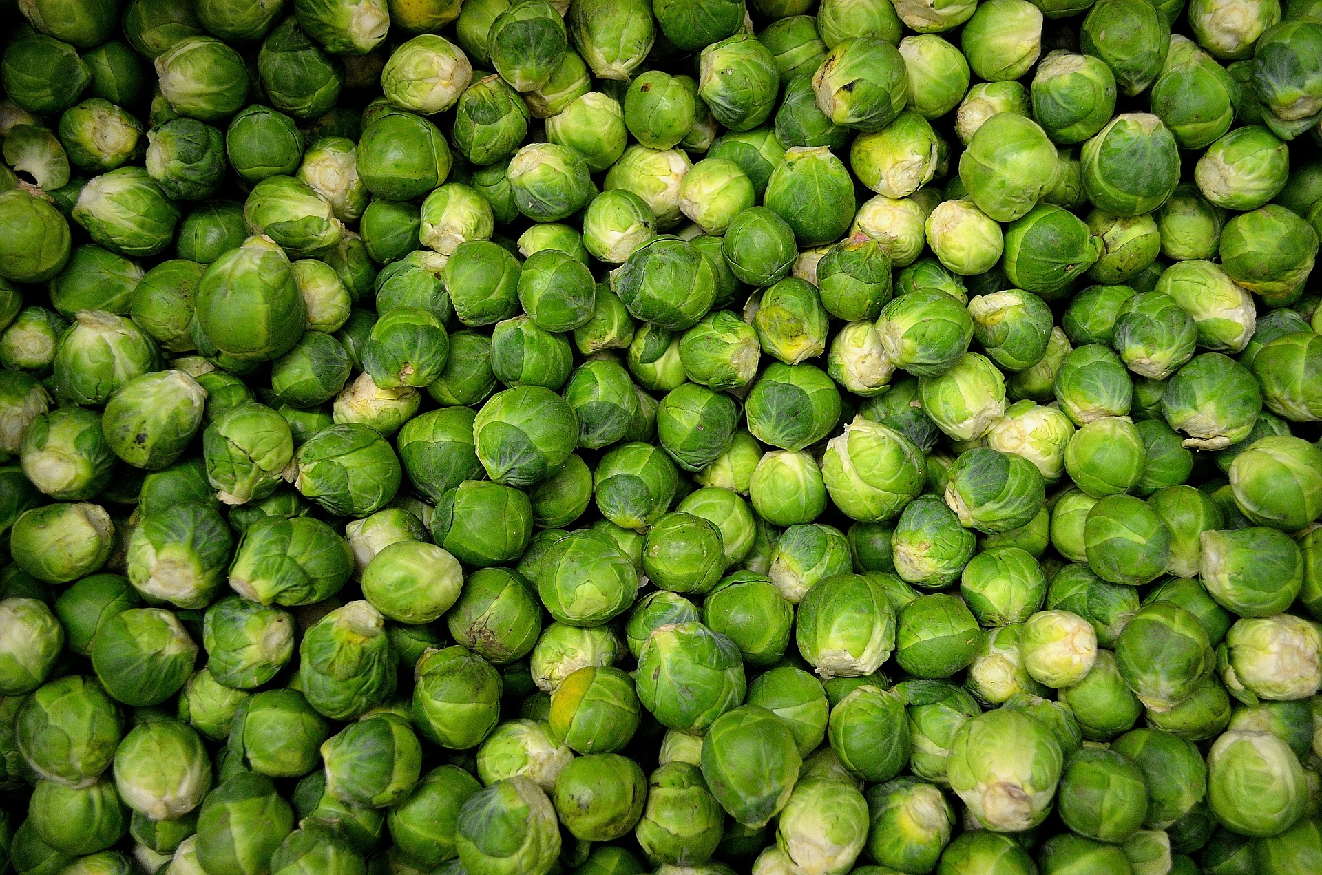 brussels-sprouts-22009_1920