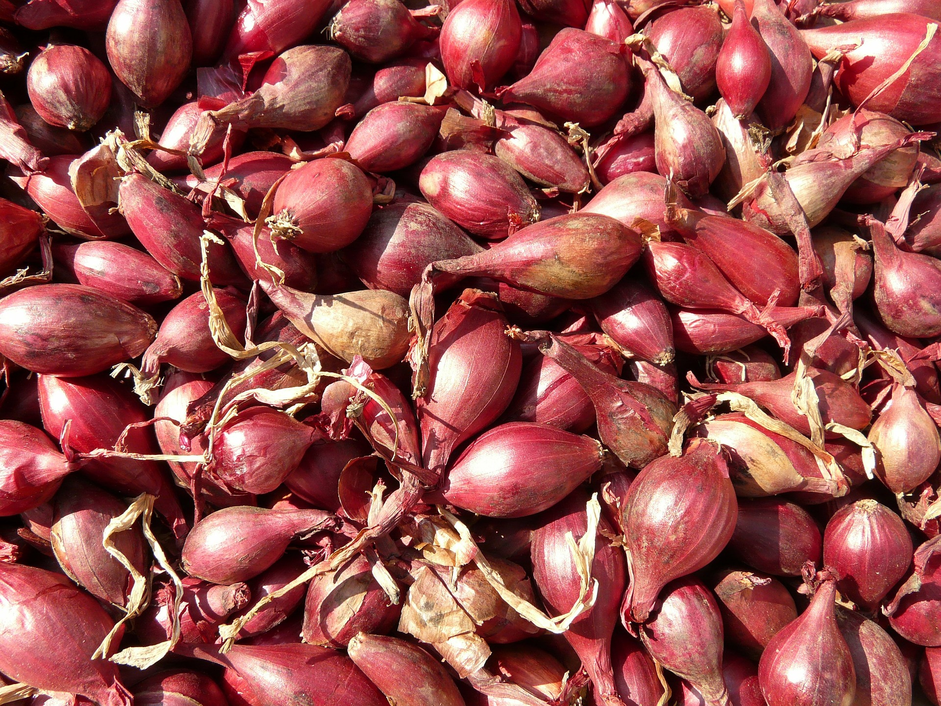 red-shallots-5768_1920