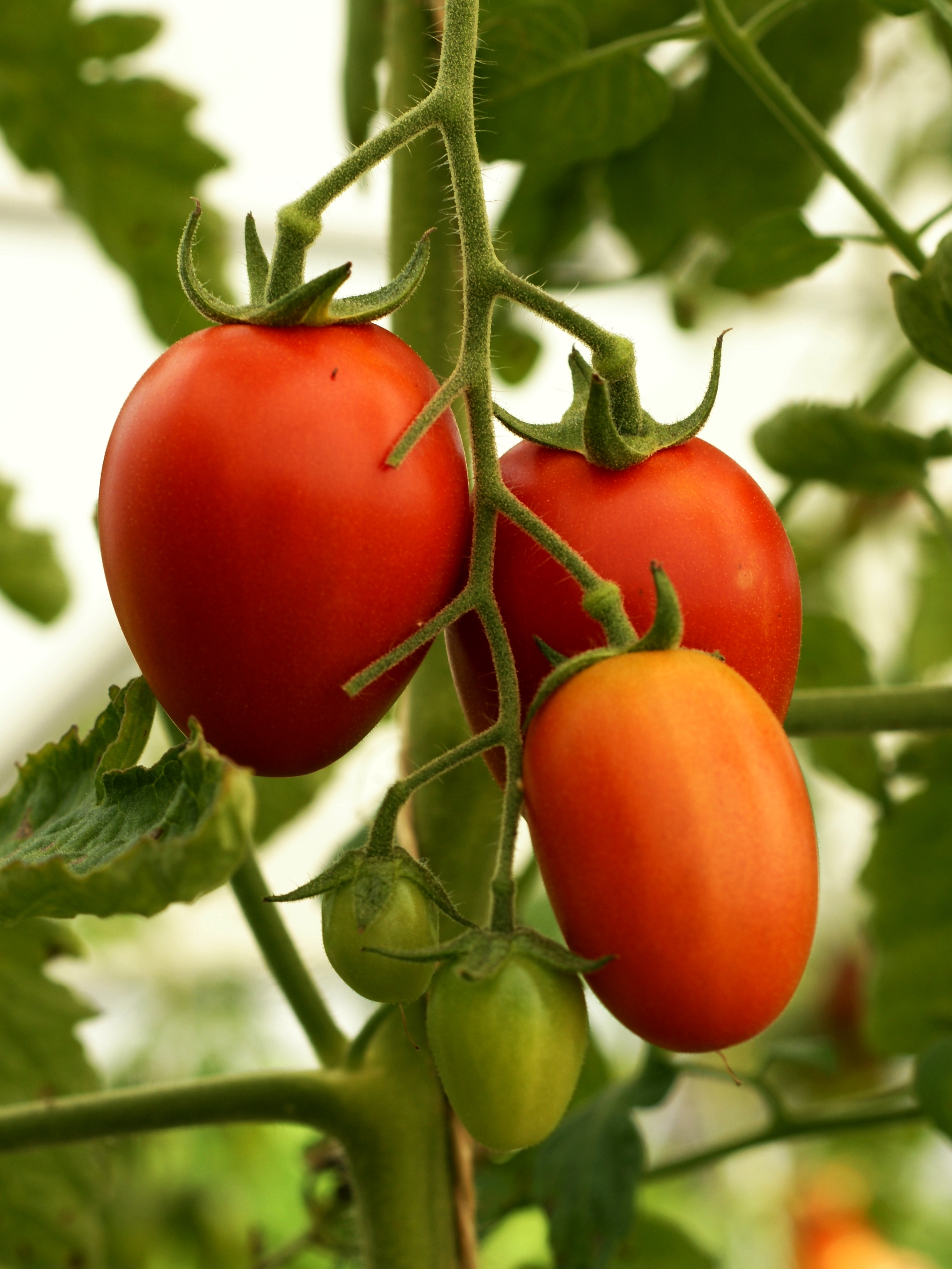 Solanum_lycopersicum,_Tomate_3