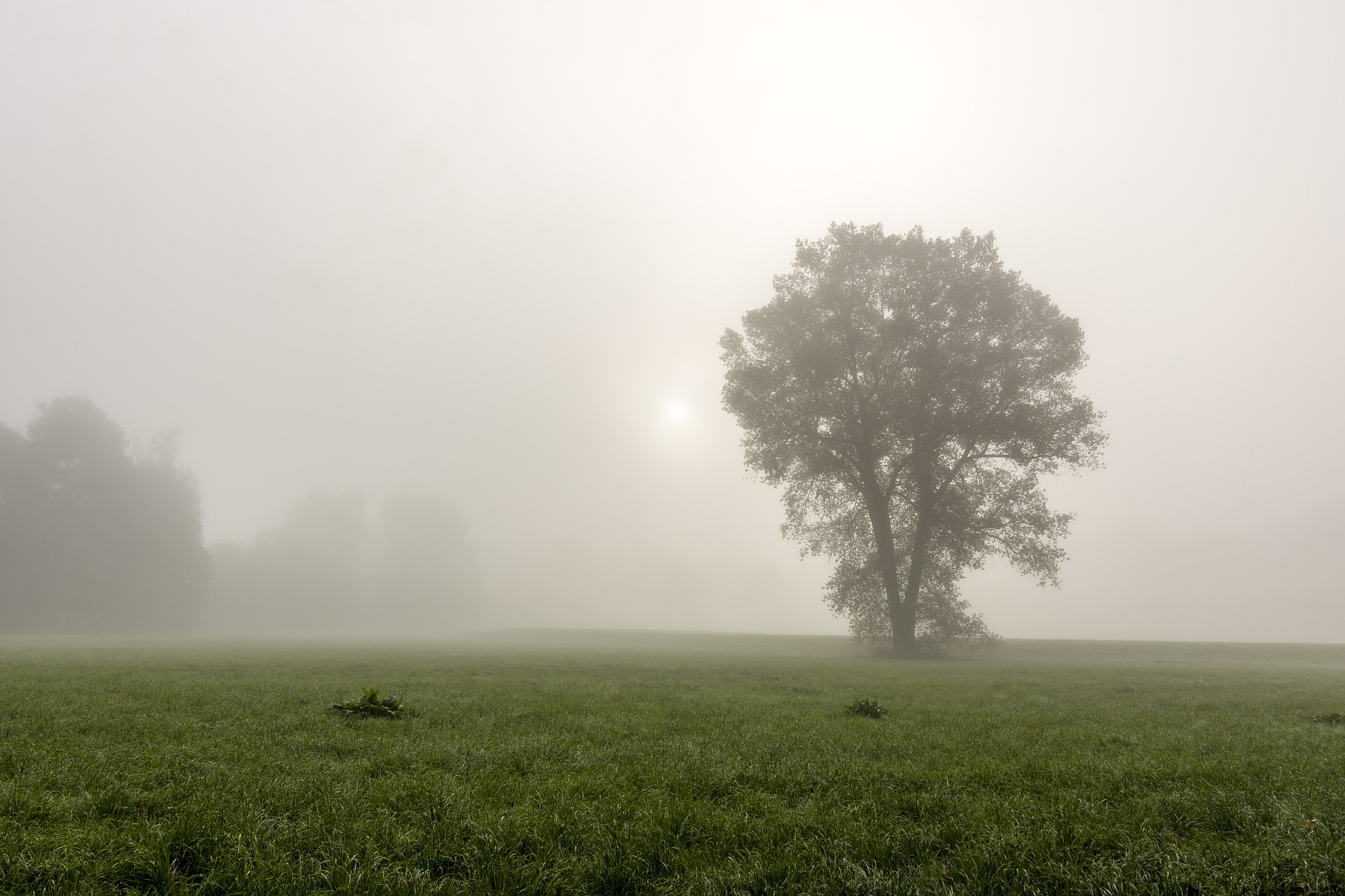 fog-2942380_1920